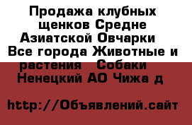 Продажа клубных щенков Средне Азиатской Овчарки - Все города Животные и растения » Собаки   . Ненецкий АО,Чижа д.